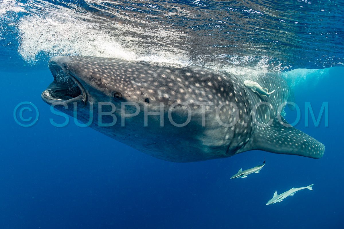 Photo de Requin-baleine et plongeuse près de Isla Mujeres - Mexique