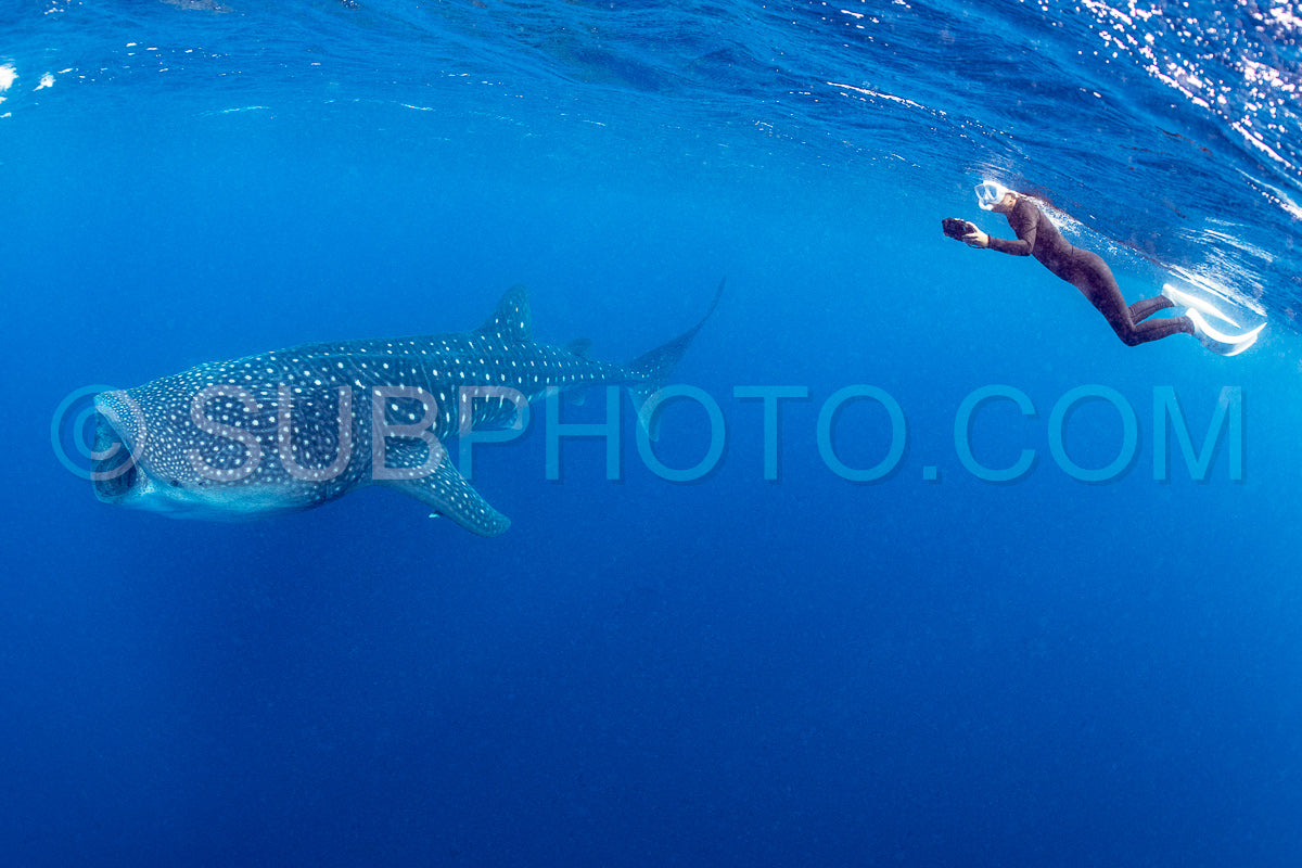 Photo de Requin-baleine et plongeuse près de Isla Mujeres - Mexique
