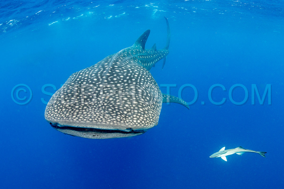 Photo de Requin-baleine et plongeuse près de Isla Mujeres - Mexique