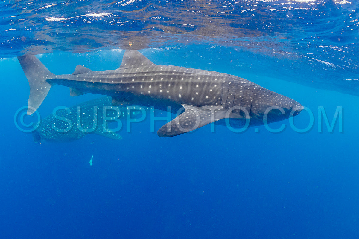 Whale shark and woman diver near Isla Mujeres- Mexico