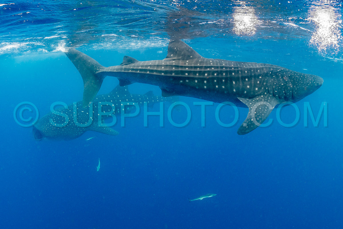 Whale shark and woman diver near Isla Mujeres- Mexico