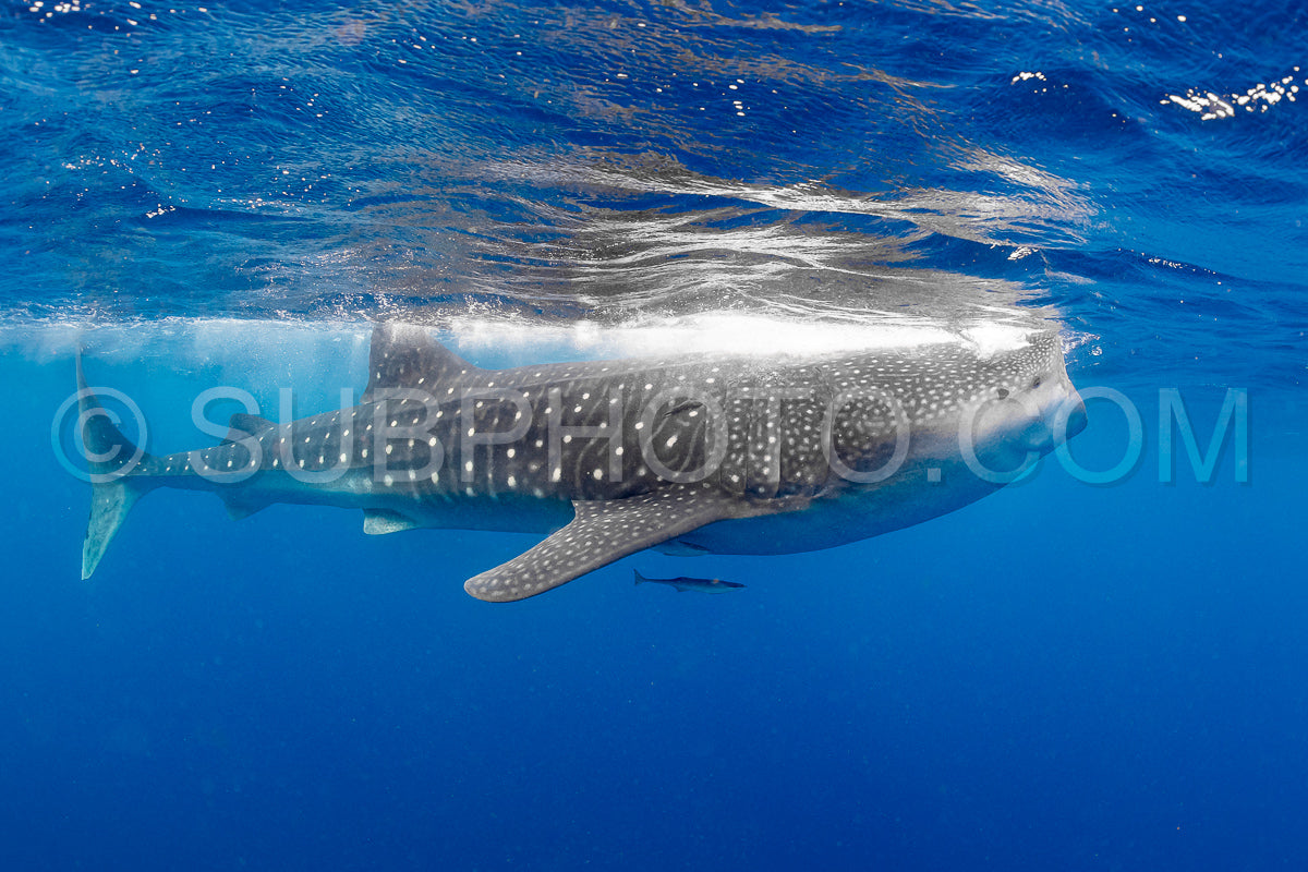 Whale shark and woman diver near Isla Mujeres- Mexico