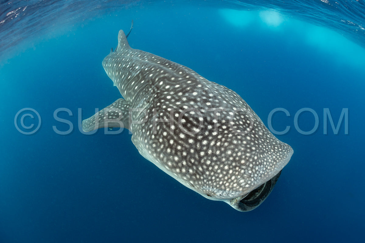 Photo de Requin-baleine et plongeuse près de Isla Mujeres - Mexique