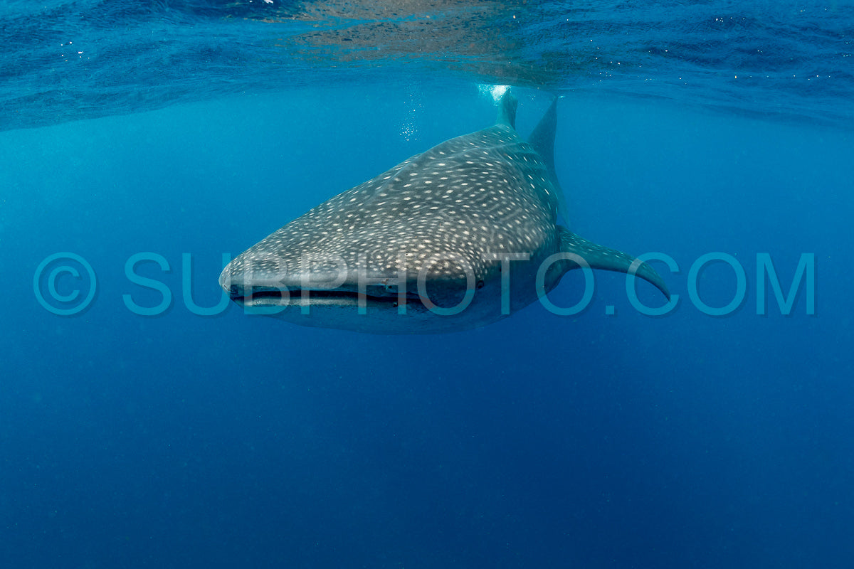 Whale shark and woman diver near Isla Mujeres- Mexico