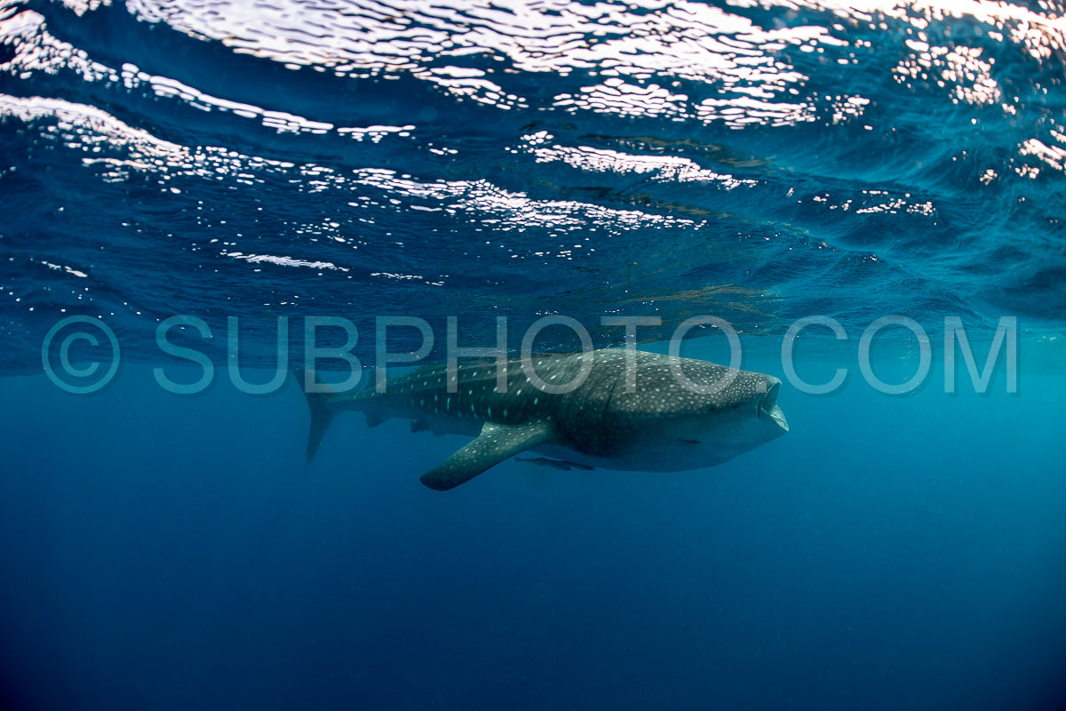 Photo de Requin-baleine et plongeuse près de Isla Mujeres - Mexique