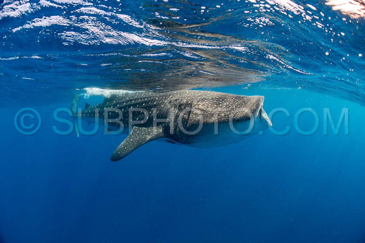Whale shark and woman diver near Isla Mujeres- Mexico
