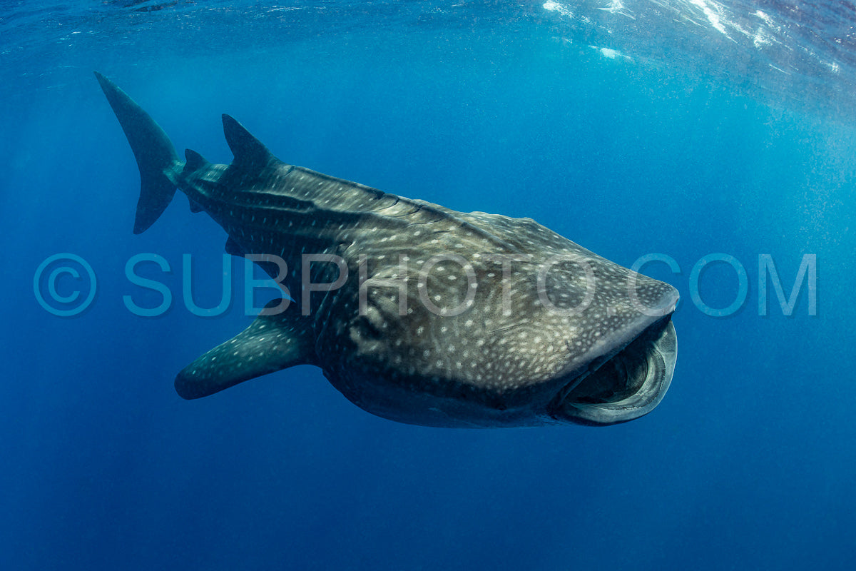 Photo de Requin-baleine et plongeuse près de Isla Mujeres - Mexique
