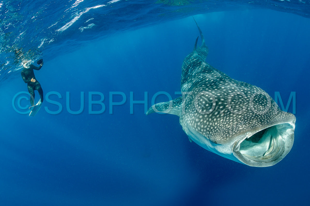Photo de Requin-baleine et plongeuse près de Isla Mujeres - Mexique