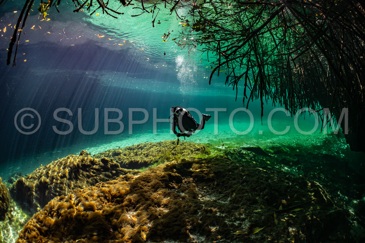 Photo de instructeur de plongée spéléo dirigeant un groupe de plongeurs dans un cenote mexicain sous l'eau