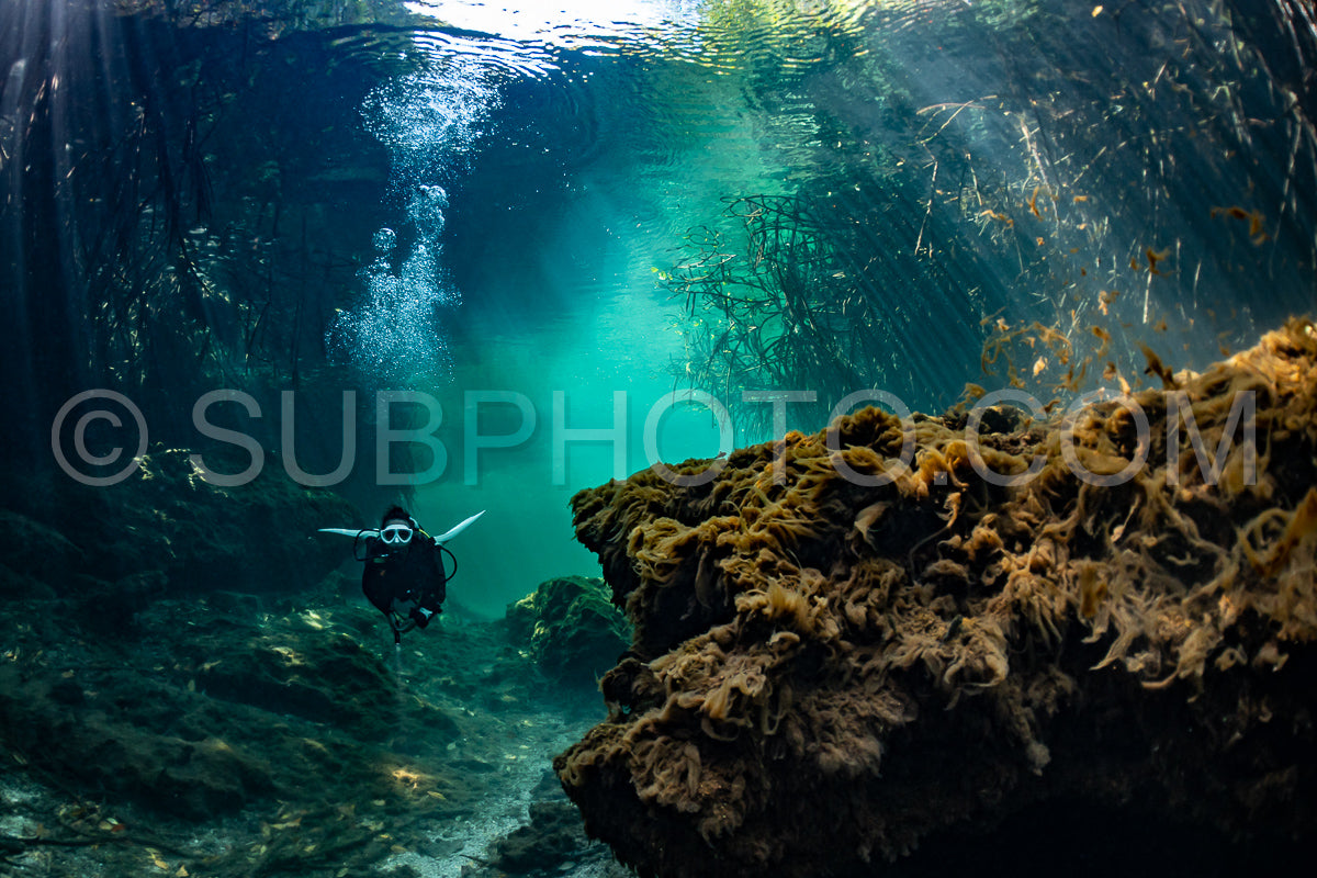 cave diver instructor leading a group of divers in a mexican cenote underwater