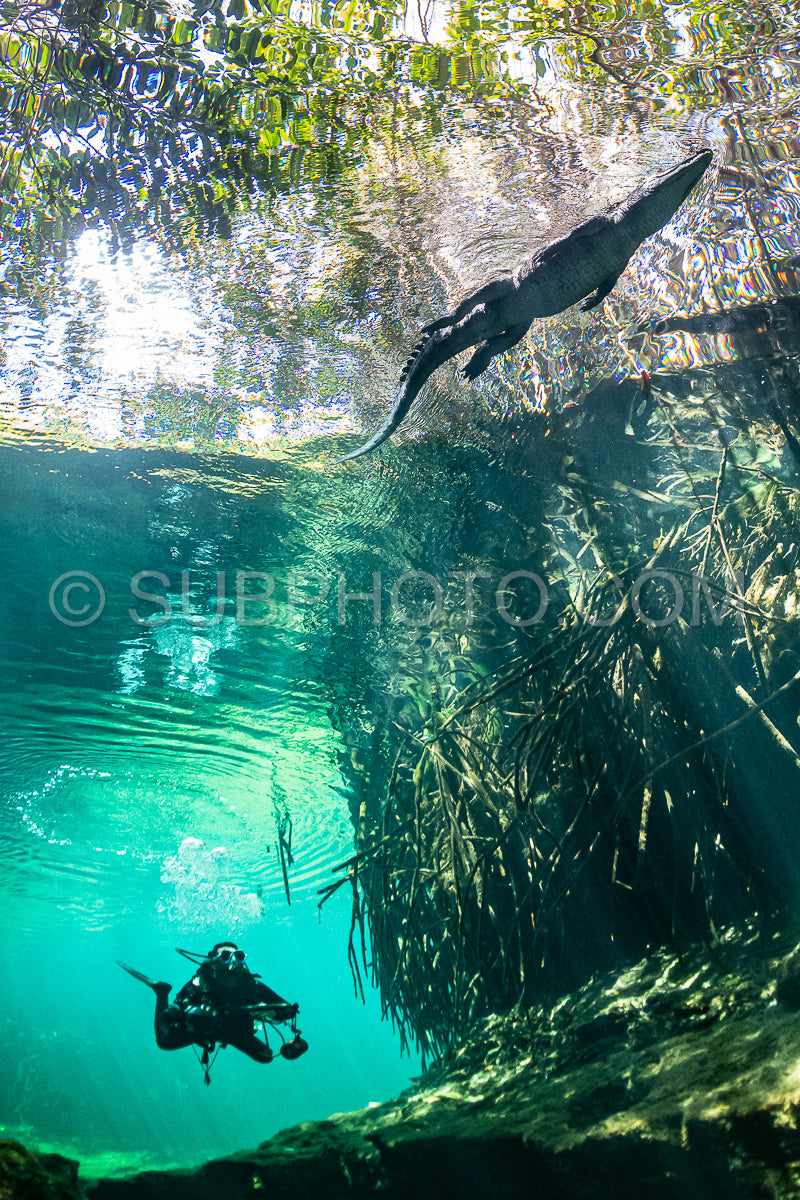 Photo de instructeur de plongée spéléo dirigeant un groupe de plongeurs dans un cenote mexicain sous l'eau