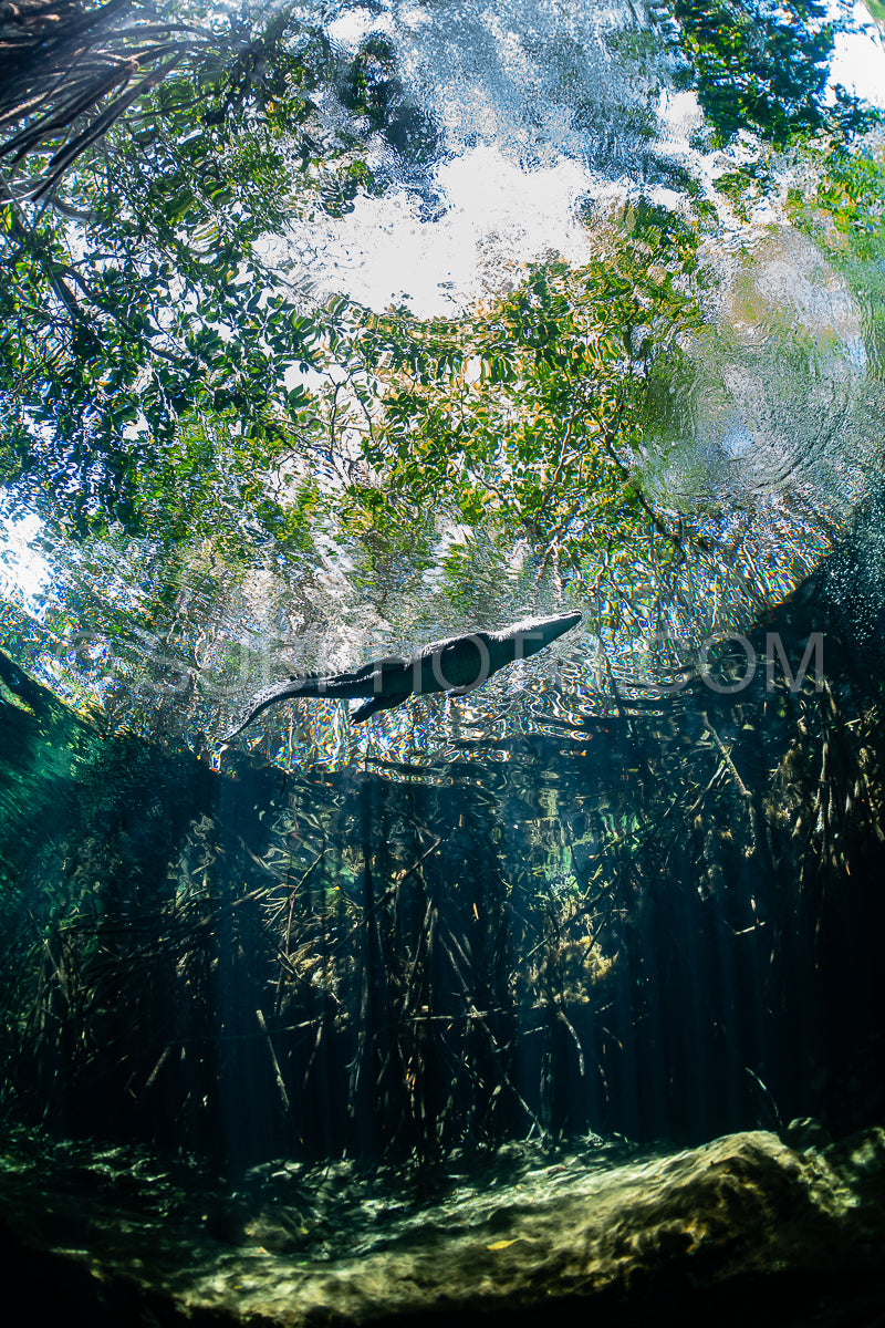 cave diver instructor leading a group of divers in a mexican cenote underwater