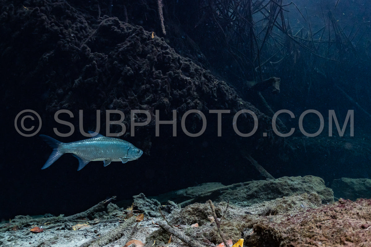 cave diver instructor leading a group of divers in a mexican cenote underwater