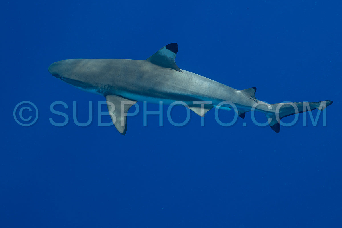 blacktip shark hunting on a polynesian coral reef