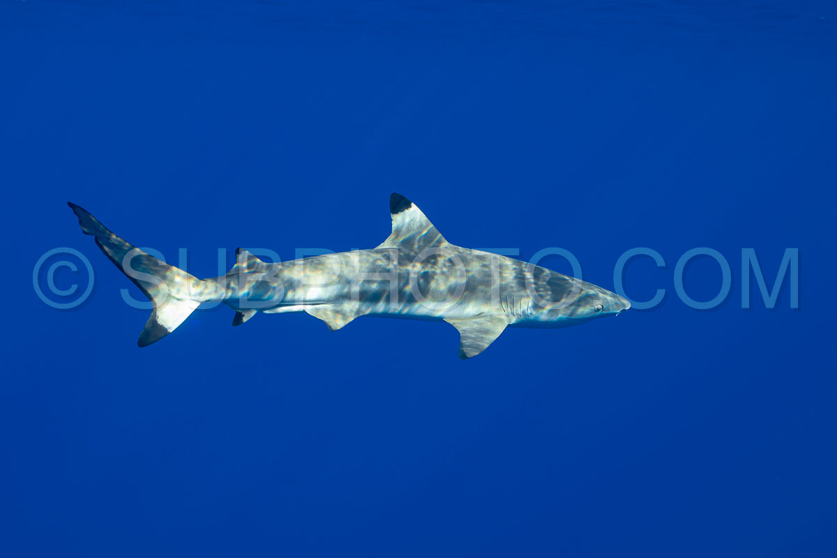 blacktip shark hunting on a polynesian coral reef
