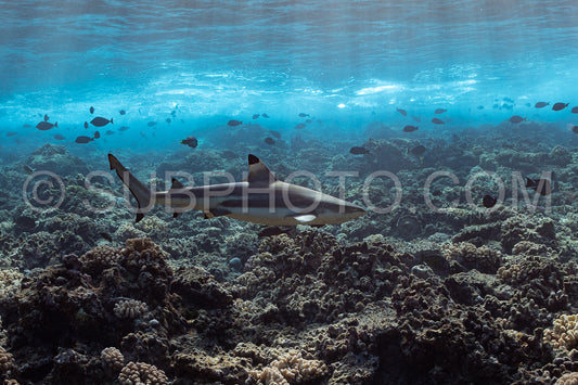 Photo de chasse au requin pointe noire sur un récif corallien polynésien