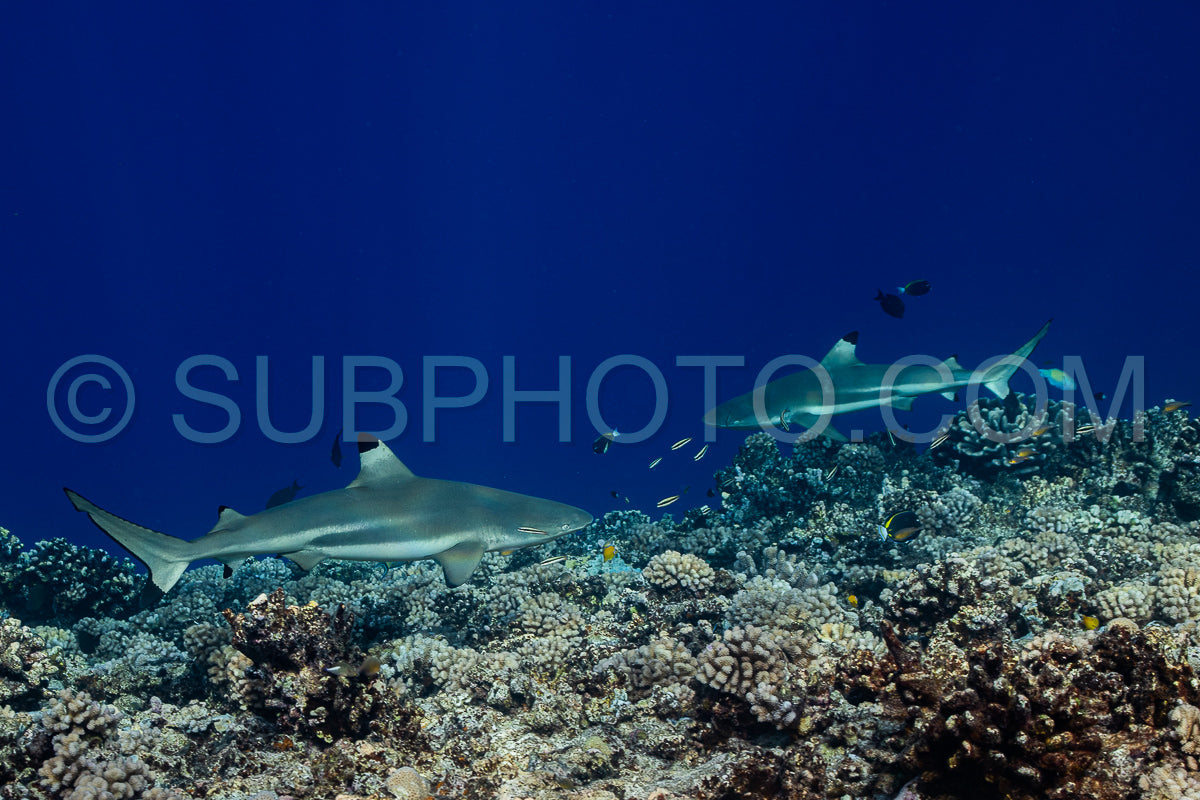 blacktip shark hunting on a polynesian coral reef
