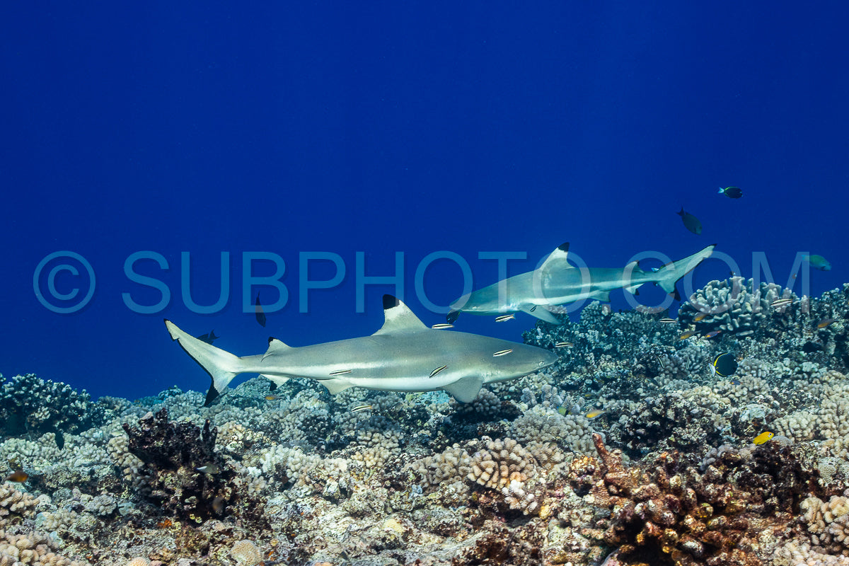 blacktip shark hunting on a polynesian coral reef