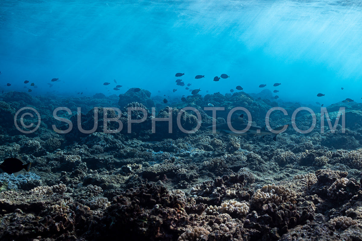 blacktip shark hunting on a polynesian coral reef