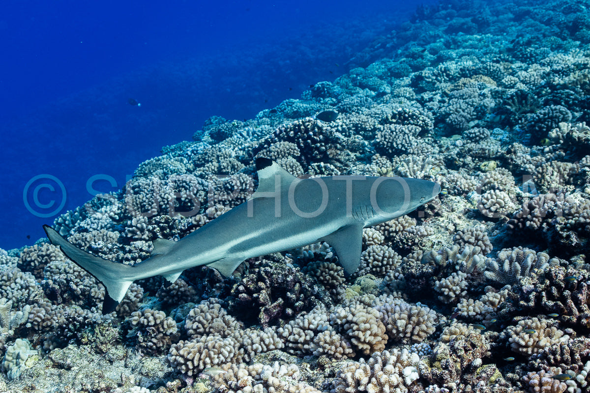 blacktip shark hunting on a polynesian coral reef