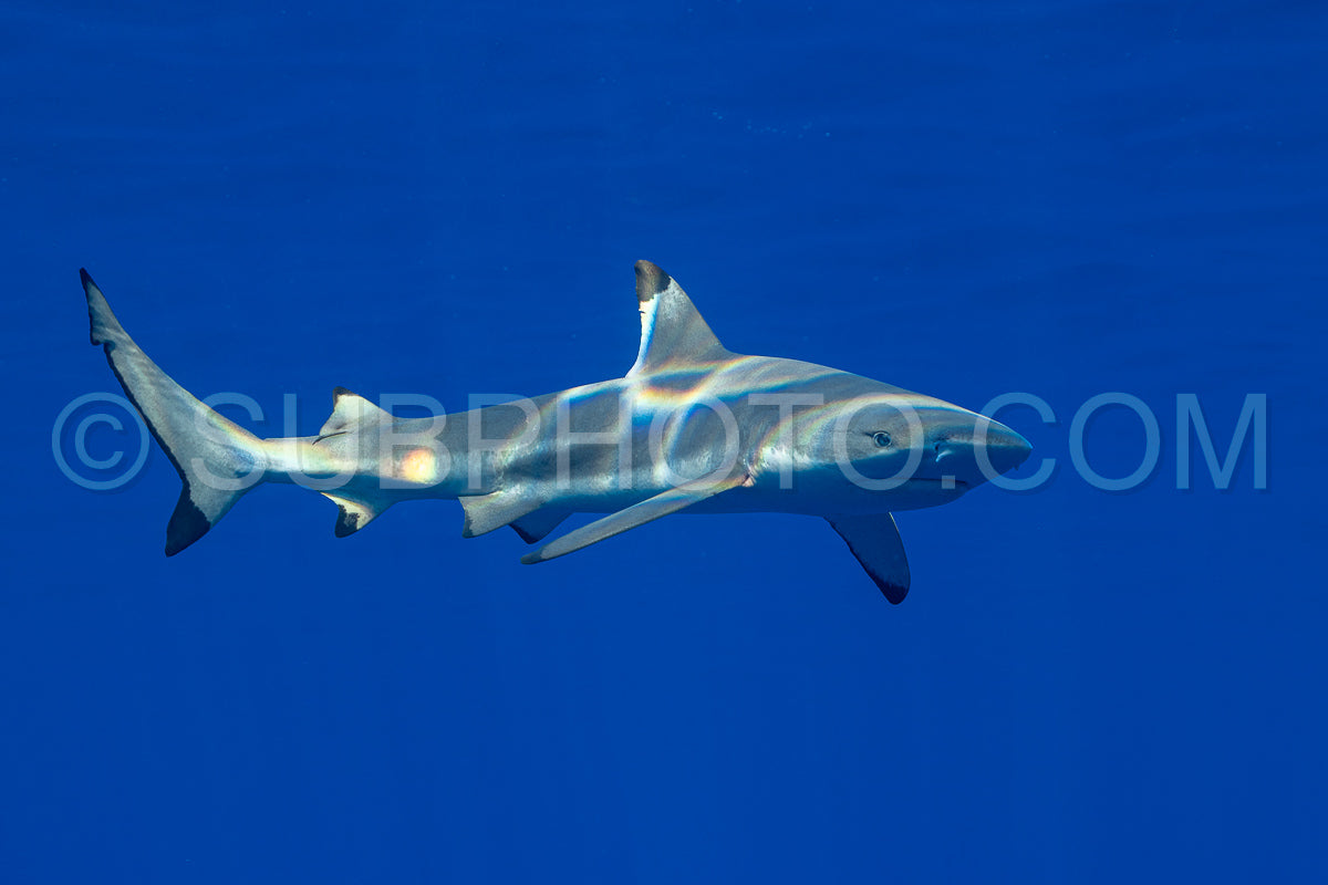 blacktip shark hunting on a polynesian coral reef