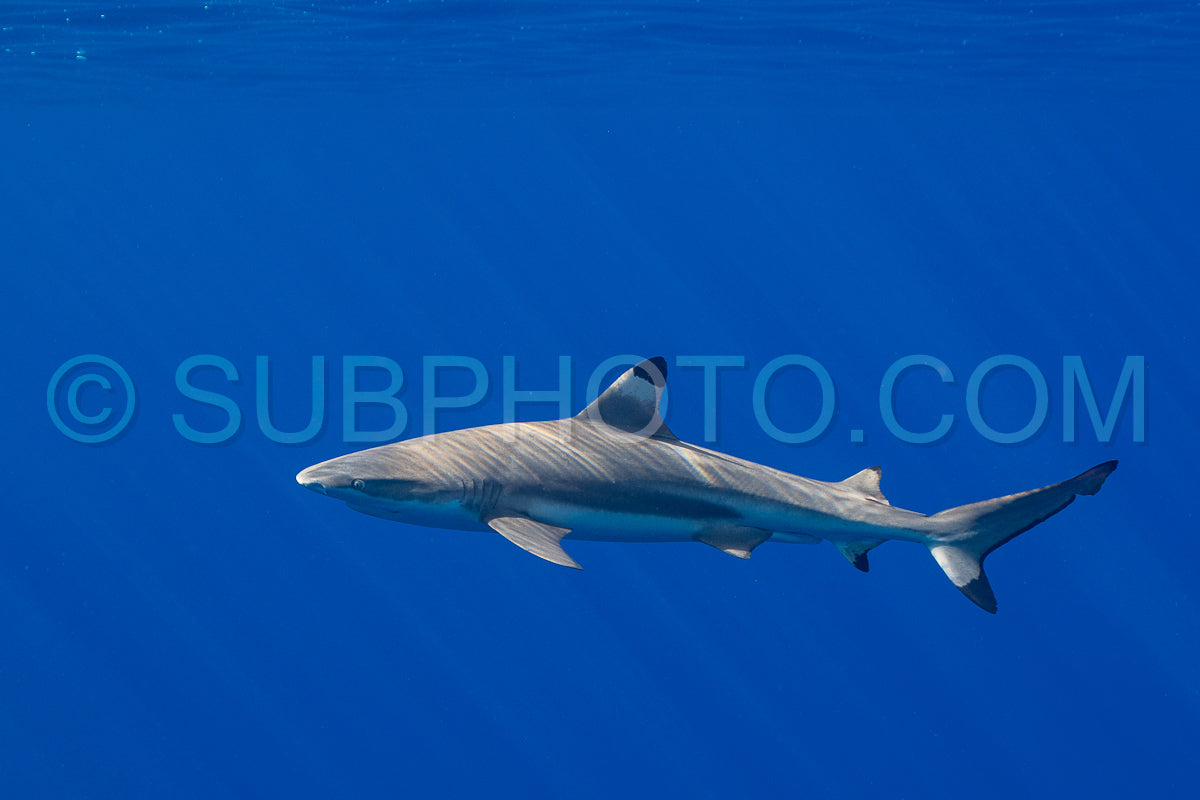 Photo de chasse au requin pointe noire sur un récif corallien polynésien