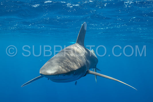 Photo de Le requin océanique à pointes blanches croise dans les eaux profondes de la Polynésie