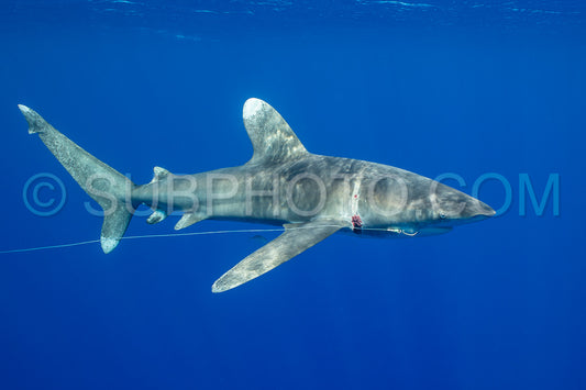 Photo de Le requin océanique à pointes blanches croise dans les eaux profondes de la Polynésie