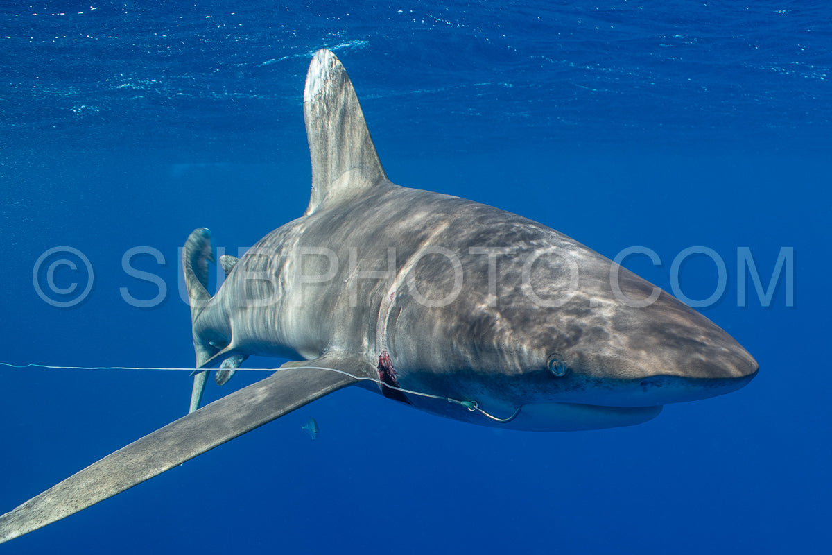 Oceanic whitetip shark crusing polynesian deep waters