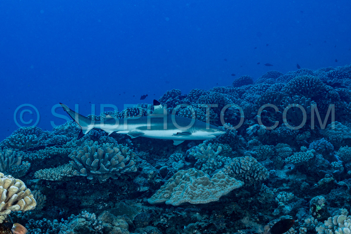 blacktip shark hunting on a polynesian coral reef