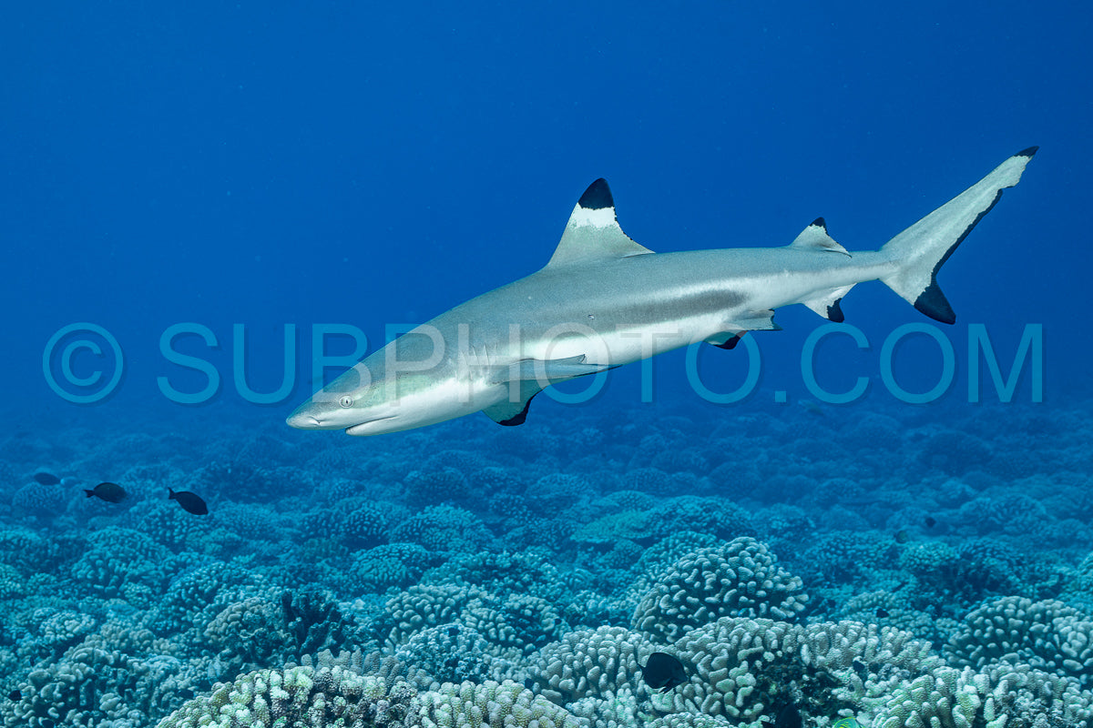 blacktip shark hunting on a polynesian coral reef