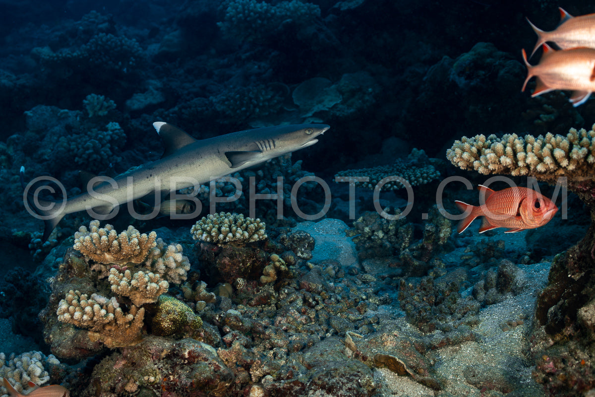 woman admiring hawksbill turtle on a polynesian coral reef