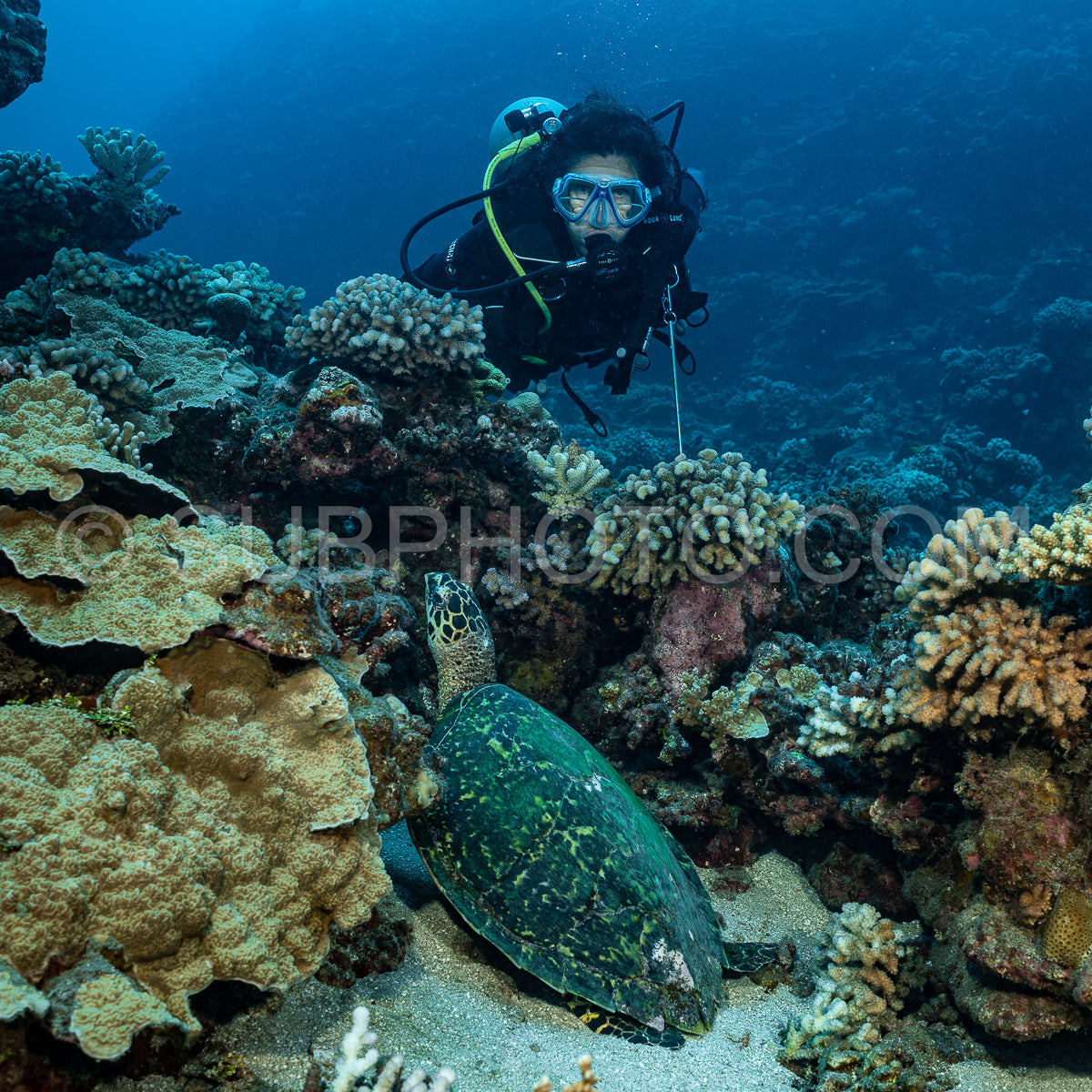 woman admiring hawksbill turtle on a polynesian coral reef