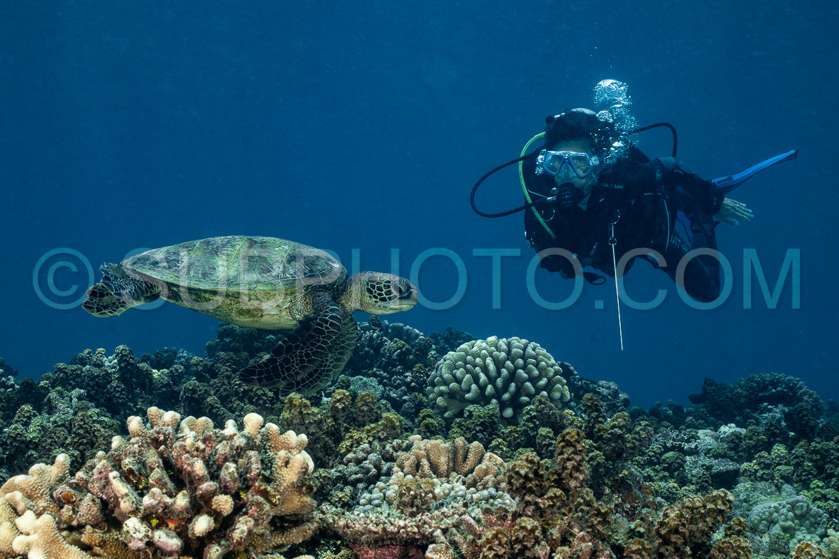 woman admiring hawksbill turtle on a polynesian coral reef