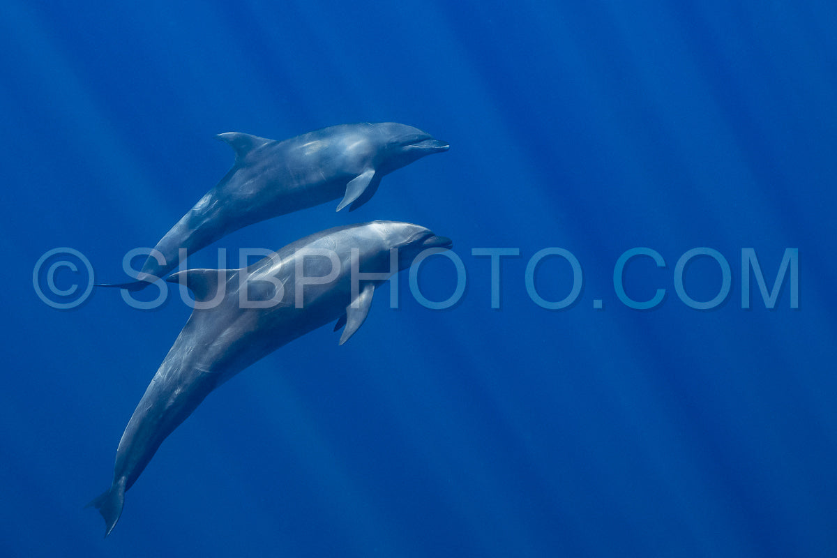 Dolphins in the Pacific Ocean near Baja California Sur