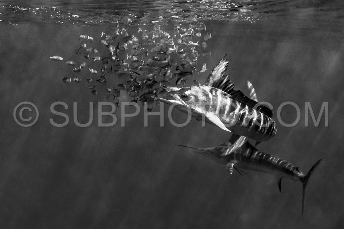 Marlins hunting on sardines or makerels in Baja California Sur