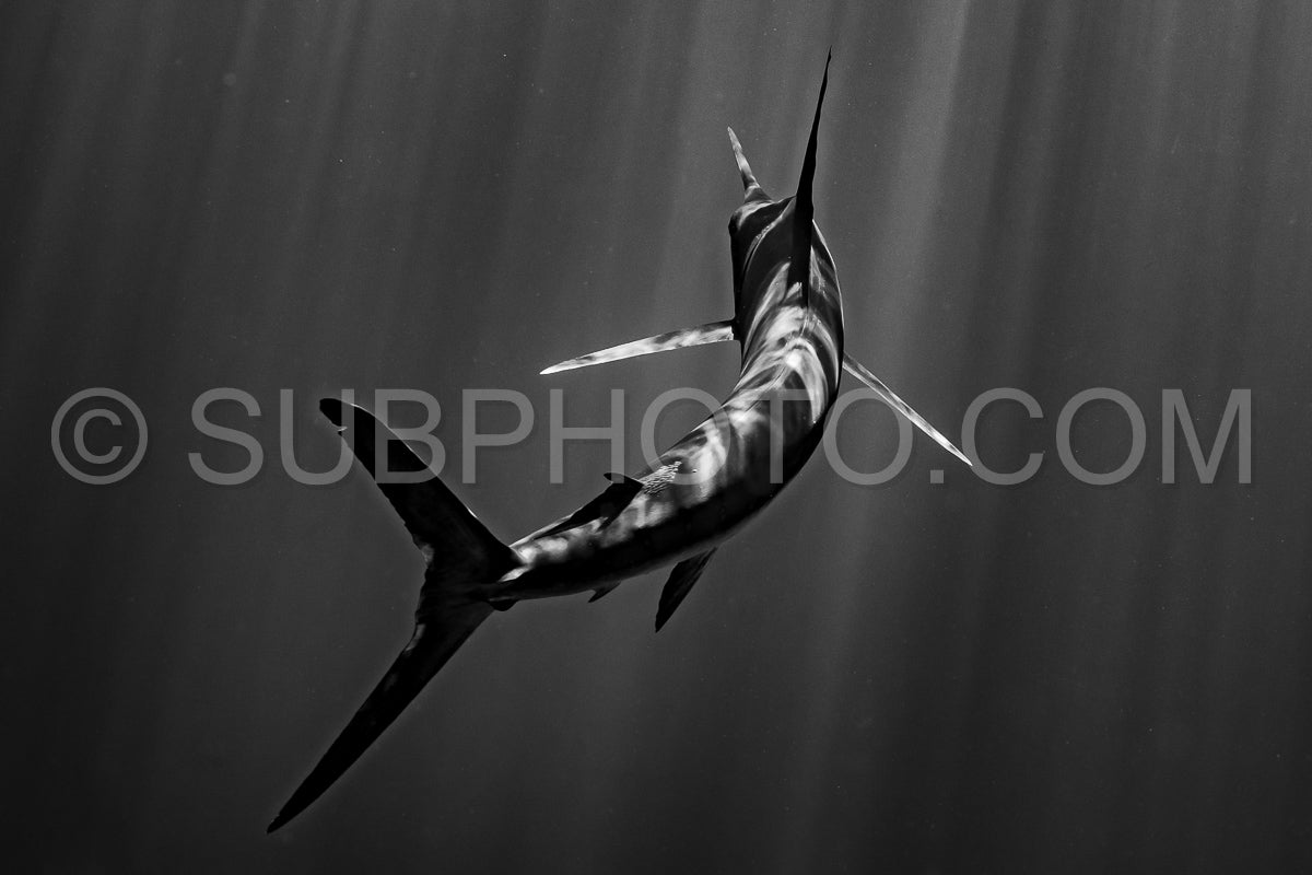 Marlins hunting on sardines or makerels in Baja California Sur