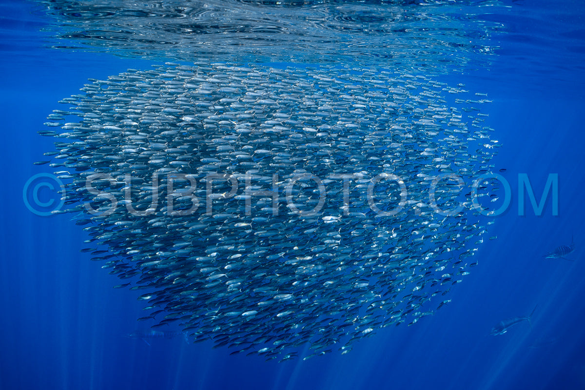 Marlins hunting on sardines or makerels in Baja California Sur