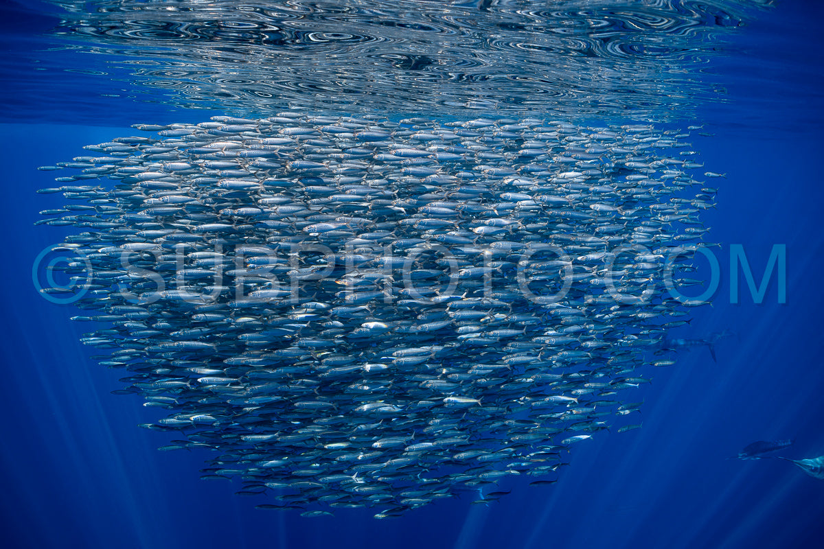 Marlins hunting on sardines or makerels in Baja California Sur