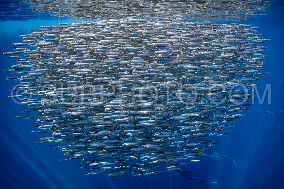 Photo de Marlins chassant les sardines ou les makaires à Baja California Sur