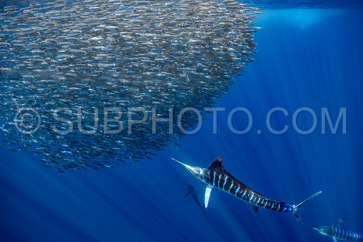 Marlins hunting on sardines or makerels in Baja California Sur
