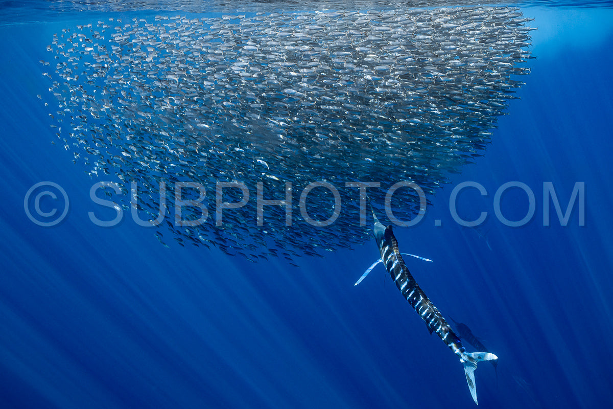 Marlins hunting on sardines or makerels in Baja California Sur