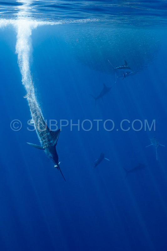 Photo de Marlins chassant les sardines ou les makaires à Baja California Sur