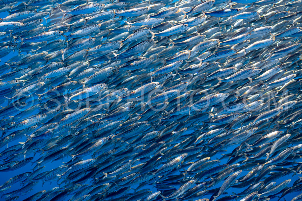 Photo de Marlins chassant les sardines ou les makaires à Baja California Sur
