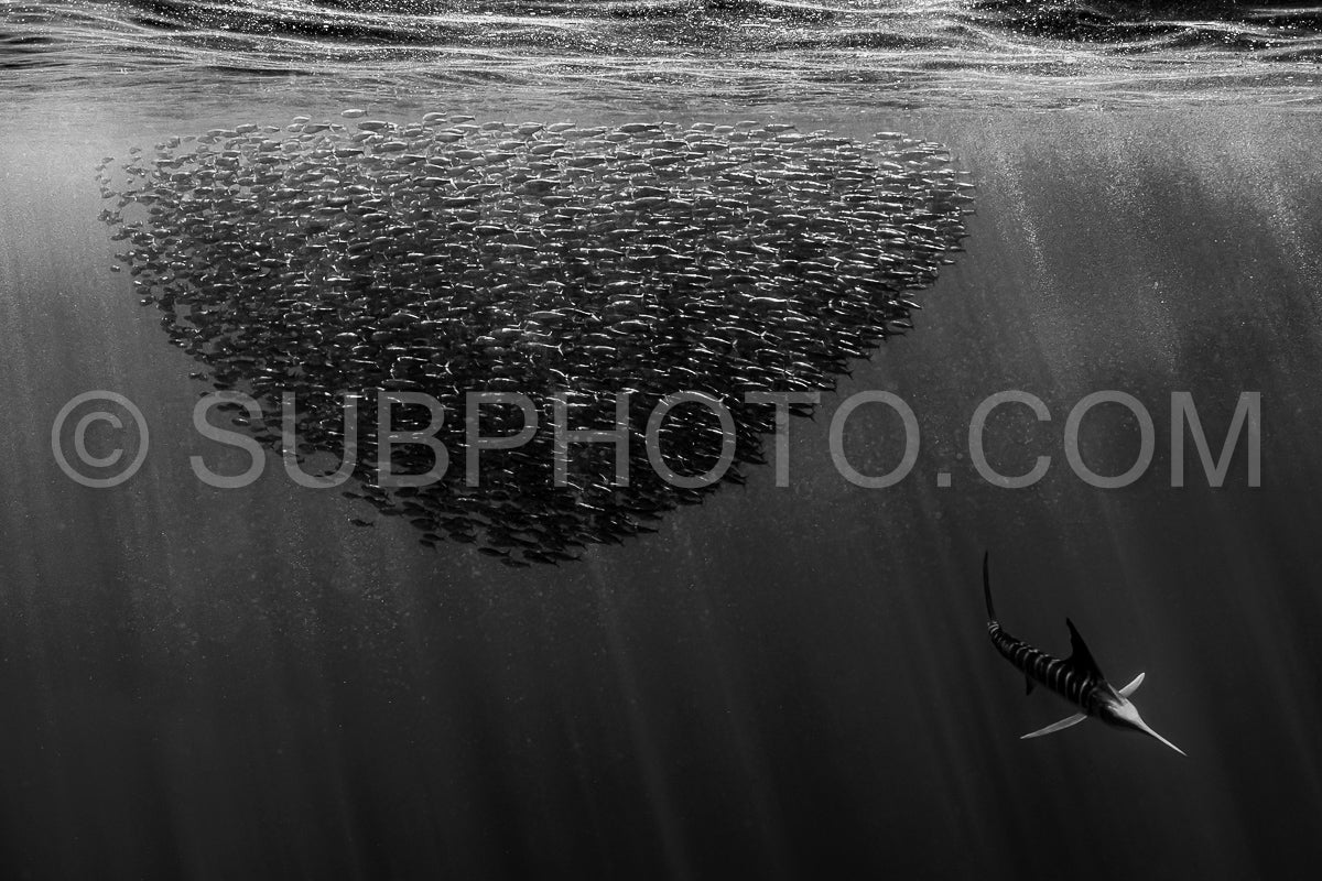 Photo de Marlins chassant les sardines ou les makaires à Baja California Sur