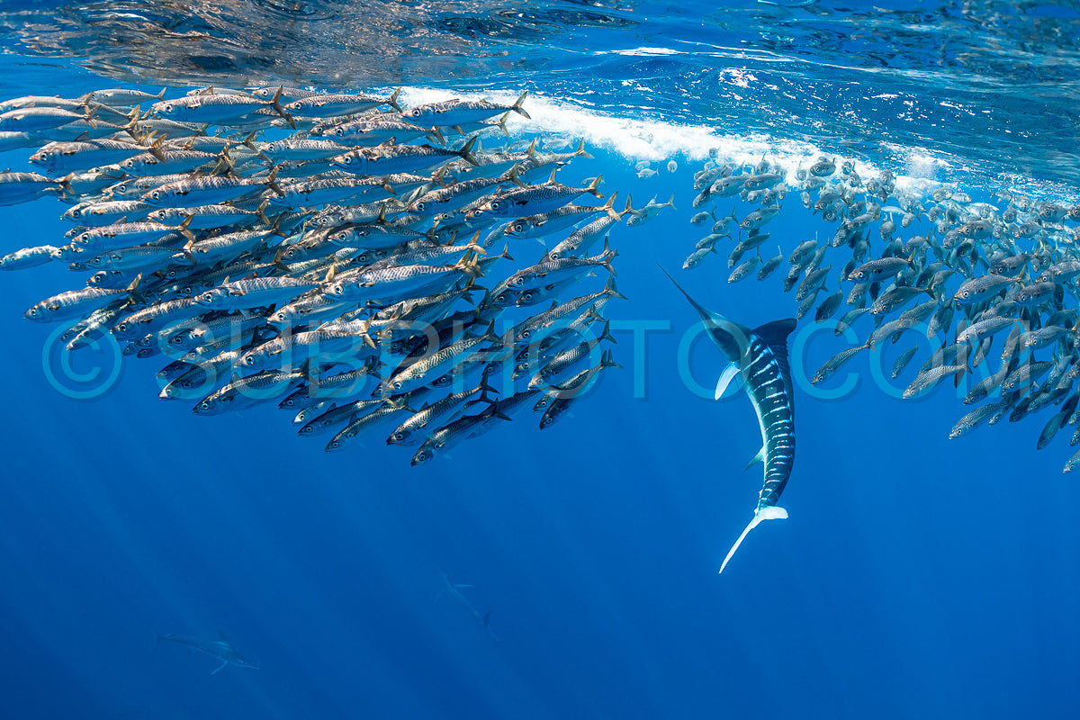 Photo de Marlins chassant les sardines ou les makaires à Baja California Sur