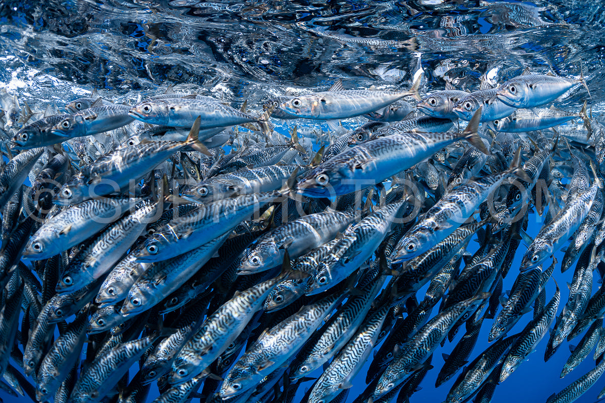 Marlins hunting on sardines or makerels in Baja California Sur