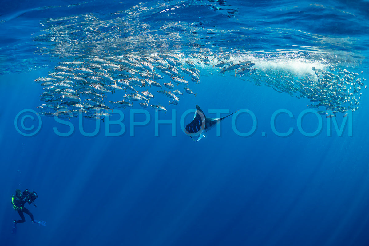 Marlins hunting on sardines or makerels in Baja California Sur