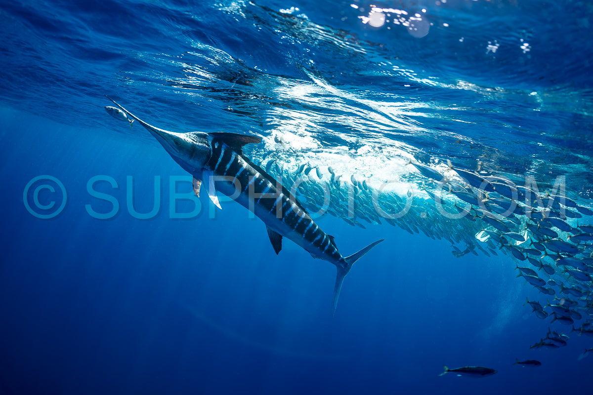 Photo de Marlins chassant les sardines ou les makaires à Baja California Sur