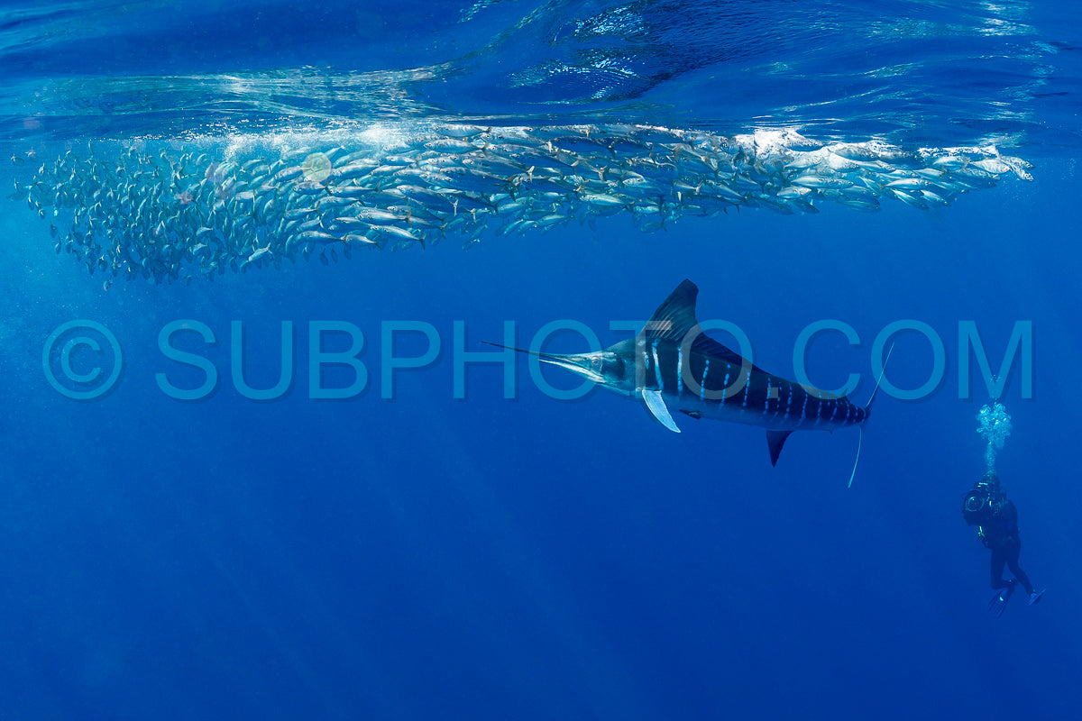 Marlins hunting on sardines or makerels in Baja California Sur
